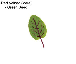 Red Veined Sorrel - Green Seed