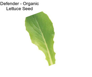 Defender - Organic Lettuce Seed