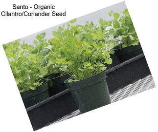 Santo - Organic Cilantro/Coriander Seed
