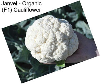 Janvel - Organic (F1) Cauliflower