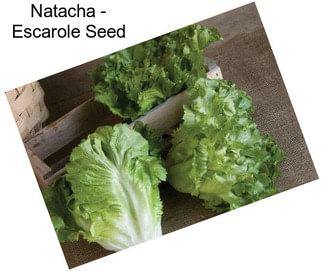 Natacha - Escarole Seed
