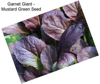 Garnet Giant - Mustard Green Seed