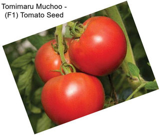 Tomimaru Muchoo - (F1) Tomato Seed