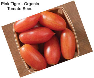 Pink Tiger - Organic Tomato Seed