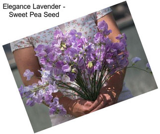 Elegance Lavender - Sweet Pea Seed