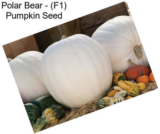 Polar Bear - (F1) Pumpkin Seed