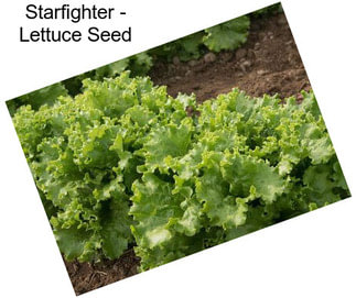 Starfighter - Lettuce Seed