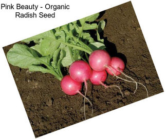 Pink Beauty - Organic Radish Seed