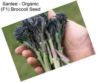 Santee - Organic (F1) Broccoli Seed