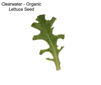 Clearwater - Organic Lettuce Seed