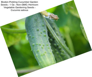 Boston Pickling Cucumber Garden Seeds - 1 Oz - Non-GMO, Heirloom Vegetable Gardening Seeds - Cucumis sativus