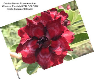 Grafted Desert Rose Adenium Obesum Plants MIXED COLORS Exotic Succulent Bonsai