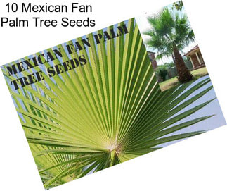 10 Mexican Fan Palm Tree Seeds