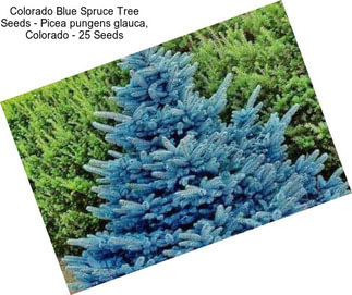 Colorado Blue Spruce Tree Seeds - Picea pungens glauca, Colorado - 25 Seeds