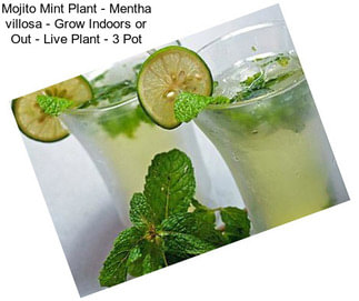 Mojito Mint Plant - Mentha villosa - Grow Indoors or Out - Live Plant - 3\