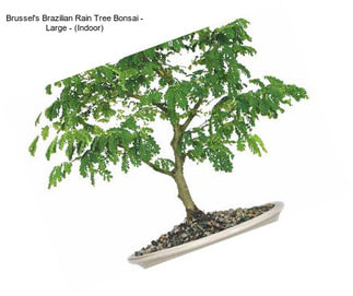 Brussel\'s Brazilian Rain Tree Bonsai - Large - (Indoor)