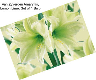 Van Zyverden Amaryllis, Lemon Lime, Set of 1 Bulb