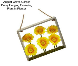 August Grove Gerber Daisy Hanging Flowering Plant in Planter