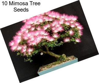 10 Mimosa Tree Seeds