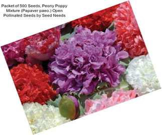 Packet of 500 Seeds, Peony Poppy Mixture (Papaver paeo.) Open Pollinated Seeds by Seed Needs