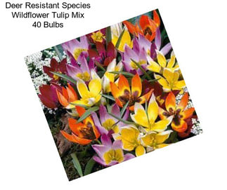 Deer Resistant Species Wildflower Tulip Mix 40 Bulbs