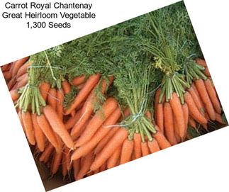 Carrot Royal Chantenay Great Heirloom Vegetable 1,300 Seeds