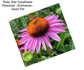 Ruby Star Coneflower Perennial - Echinacea - Quart Pot