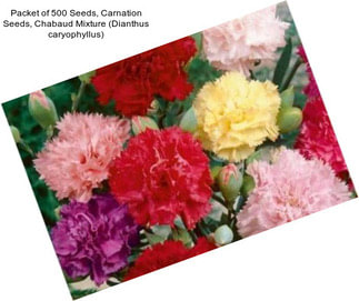 Packet of 500 Seeds, Carnation Seeds, Chabaud Mixture (Dianthus caryophyllus)