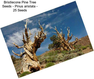 Bristlecone Pine Tree Seeds - Pinus aristata - 25 Seeds