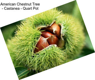 American Chestnut Tree - Castanea - Quart Pot