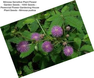 Mimosa Sensitive Plant Flower Garden Seeds - 1000 Seeds - Perennial Flower Gardening House Plant Seeds - Mimosa pudica