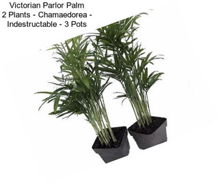 Victorian Parlor Palm 2 Plants - Chamaedorea - Indestructable - 3\