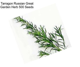 Tarragon Russian Great Garden Herb 500 Seeds