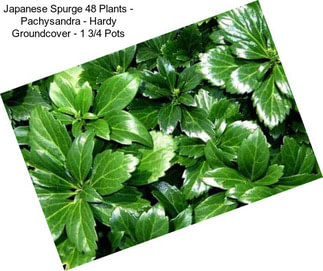 Japanese Spurge 48 Plants - Pachysandra - Hardy Groundcover - 1 3/4\