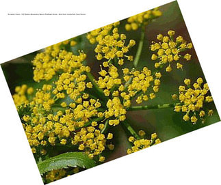 Everwilde Farms - 500 Golden Alexanders Native Wildflower Seeds - Gold Vault Jumbo Bulk Seed Packet