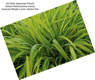 All Gold Japanese Forest Grass-Hakonechloa macra Aureola-Shade Lover- Gallon Pot