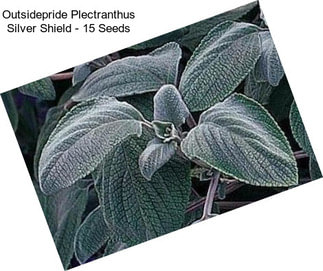 Outsidepride Plectranthus Silver Shield - 15 Seeds