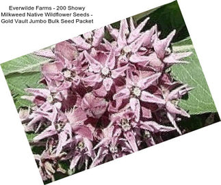 Everwilde Farms - 200 Showy Milkweed Native Wildflower Seeds - Gold Vault Jumbo Bulk Seed Packet