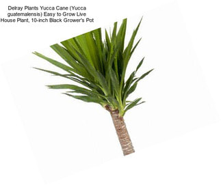 Delray Plants Yucca Cane (Yucca guatemalensis) Easy to Grow Live House Plant, 10-inch Black Grower\'s Pot