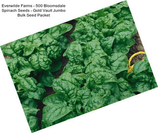 Everwilde Farms - 500 Bloomsdale Spinach Seeds - Gold Vault Jumbo Bulk Seed Packet