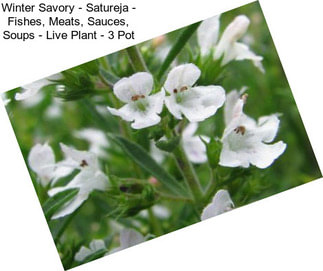 Winter Savory - Satureja - Fishes, Meats, Sauces, Soups - Live Plant - 3\