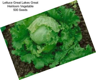 Lettuce Great Lakes Great Heirloom Vegetable 500 Seeds