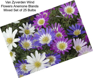 Van Zyverden Wind Flowers Anemone Blanda Mixed Set of 25 Bulbs