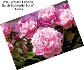 Van Zyverden Peonies Sarah Bernhardt- Set of 6 Roots