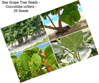Sea Grape Tree Seeds - Coccoloba uvifera - 25 Seeds