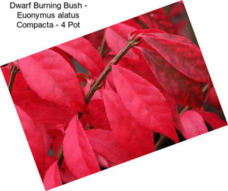 Dwarf Burning Bush - Euonymus alatus Compacta - 4\