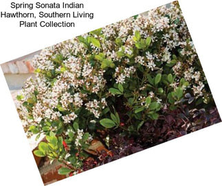 Spring Sonata Indian Hawthorn, Southern Living Plant Collection