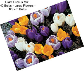 Giant Crocus Mix - 40 Bulbs - Large Flowers - 8/9 cm Bulbs