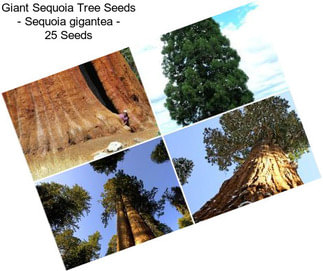 Giant Sequoia Tree Seeds - Sequoia gigantea - 25 Seeds