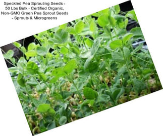 Speckled Pea Sprouting Seeds - 50 Lbs Bulk - Certified Organic, Non-GMO Green Pea Sprout Seeds - Sprouts & Microgreens